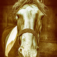 Buy canvas prints of Pony by Howie Marsh