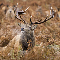 Buy canvas prints of Red deer stag in the bracken by Martin Patten