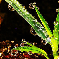 Buy canvas prints of Droplets by mandy taylor