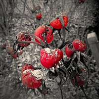 Buy canvas prints of Red Rubys... by mandy taylor