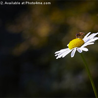 Buy canvas prints of Gathering pollen by Phillip Shannon