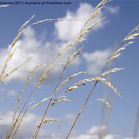 Buy canvas prints of grass and sky_01 by Phillip Shannon