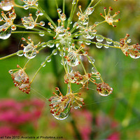 Buy canvas prints of Raindrops on Fennel Head by Janet Tate