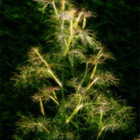 Buy canvas prints of Soft Bronze Fennel by Janet Tate