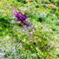 Buy canvas prints of Through the cobweb by Janet Tate