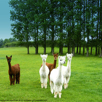 Buy canvas prints of Alpacas by Janet Tate