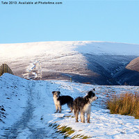 Buy canvas prints of Shepherds monument with Bearded Collies by Janet Tate