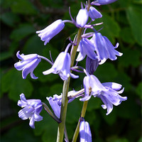 Buy canvas prints of Bluebell by Janet Tate