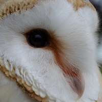 Buy canvas prints of Barn Owl Profile by Janet Tate