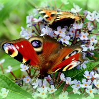 Buy canvas prints of Peacock butterfly by Janet Tate