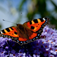 Buy canvas prints of Small Tortoiseshell  Aglais urticae by Janet Tate