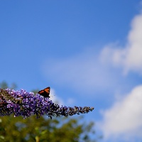 Buy canvas prints of Butterfly sky by Janet Tate