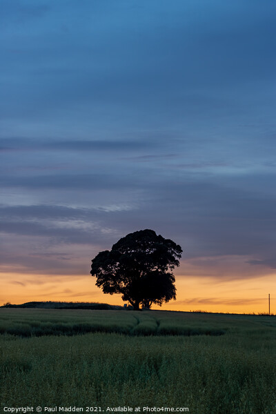 Lone tree at Crank Hill Picture Board by Paul Madden
