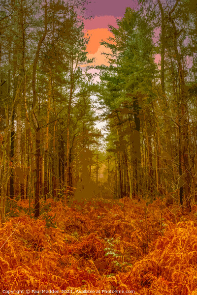 Delamere Forest in the morning Picture Board by Paul Madden