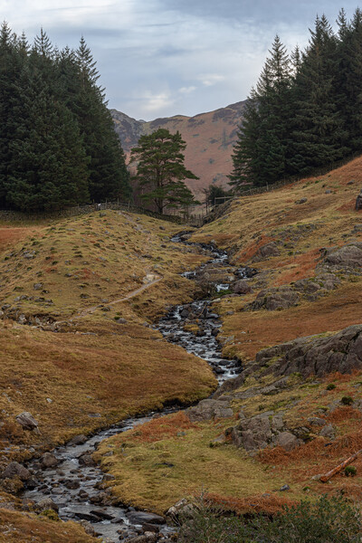 Stream at the Lake District Picture Board by Paul Madden