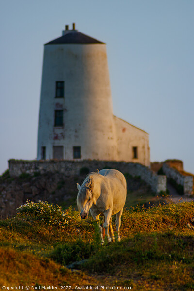 Goleudy Twr Mawr lighthouse and a wild horse Picture Board by Paul Madden