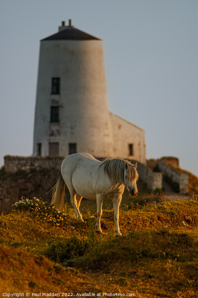 Goleudy Twr Mawr lighthouse and wild horse Picture Board by Paul Madden