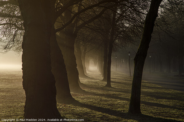 Early morning in Sefton Park Picture Board by Paul Madden