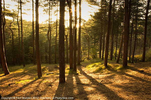 Formby Pinewoods At Dusk Picture Board by Paul Madden