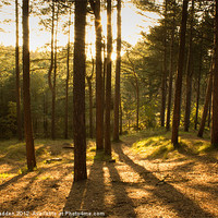 Buy canvas prints of Formby Pinewoods At Dusk by Paul Madden