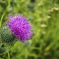 Buy canvas prints of Pink Thistle Macro by Paul Madden