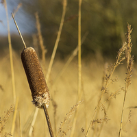 Buy canvas prints of Bulrushes in the long grass by Paul Madden