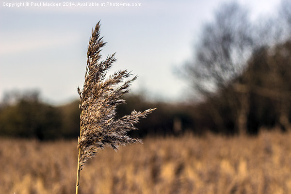 Long grass in the meadow Picture Board by Paul Madden