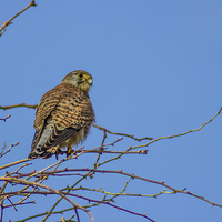 Buy canvas prints of Kestrel in the morning by Paul Madden