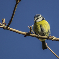 Buy canvas prints of Blue tit on a branch by Paul Madden