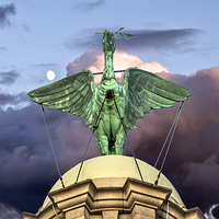 Buy canvas prints of Liver Bird Close-up by Paul Madden