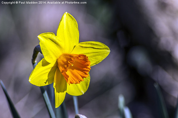 First of the Spring daffodils Picture Board by Paul Madden
