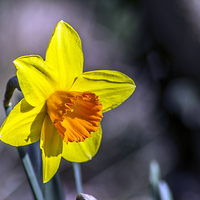 Buy canvas prints of First of the Spring daffodils by Paul Madden