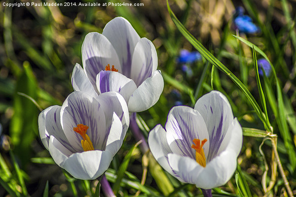 Crocus in focus Picture Board by Paul Madden