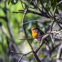 Buy canvas prints of Robin in the trees by Paul Madden