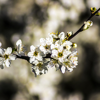 Buy canvas prints of Cherry Blossom by Paul Madden