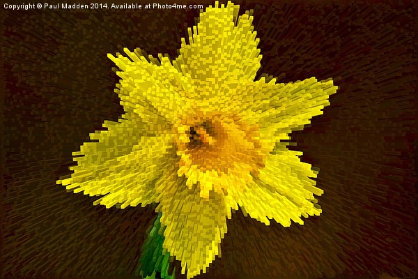 Way of the exploding daffodil Picture Board by Paul Madden