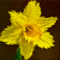 Buy canvas prints of Way of the exploding daffodil by Paul Madden