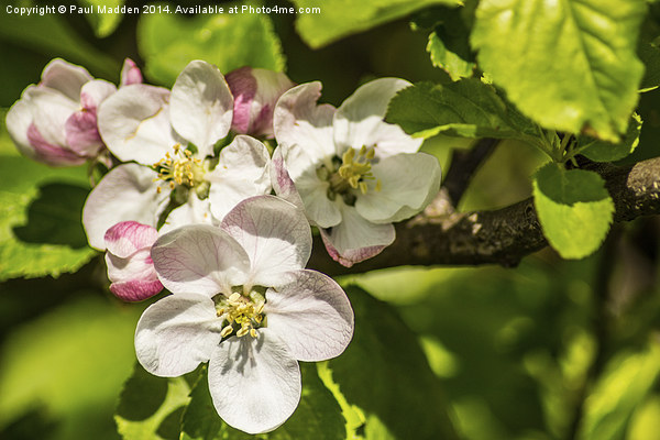 Apple Blossom Picture Board by Paul Madden