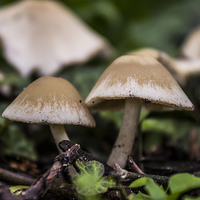 Buy canvas prints of Wild mushrooms by Paul Madden