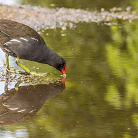 Buy canvas prints of Moorhen drinking at the canal by Paul Madden