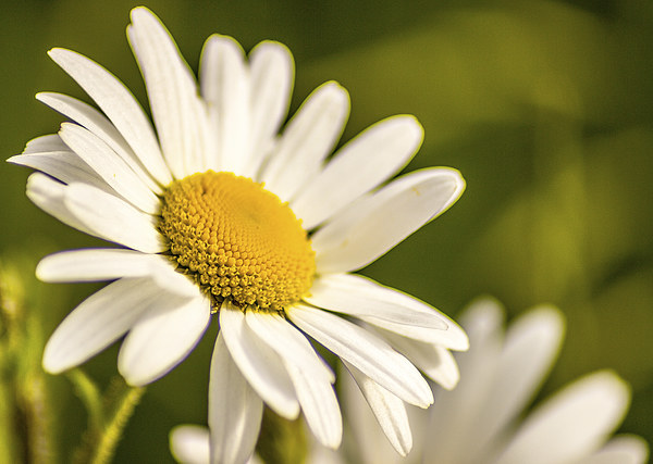 Daisy Picture Board by Paul Madden