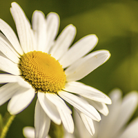 Buy canvas prints of Daisy by Paul Madden