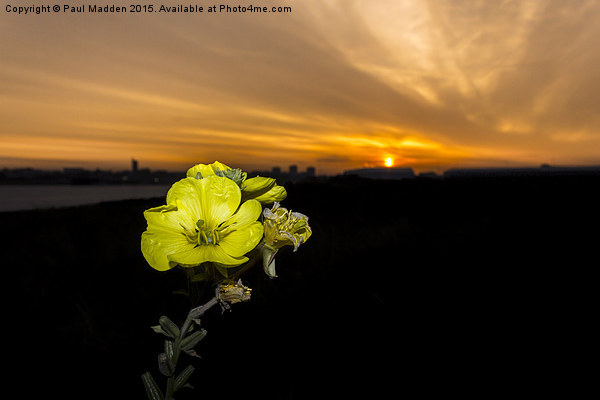 Evening Primrose, Morning Sun Picture Board by Paul Madden