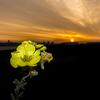 Buy canvas prints of Evening Primrose, Morning Sun by Paul Madden