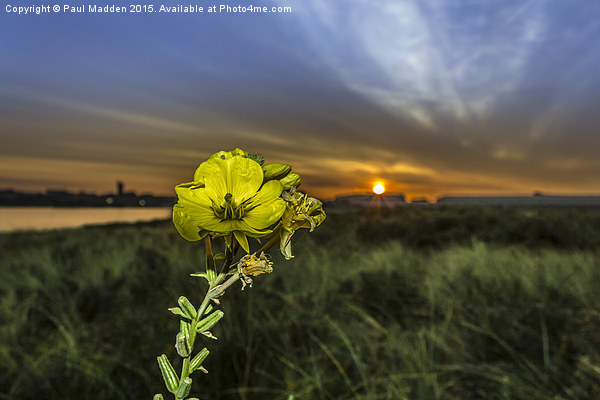 Evening Primrose in the morning sun Picture Board by Paul Madden