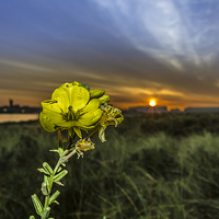 Buy canvas prints of Evening Primrose in the morning sun by Paul Madden