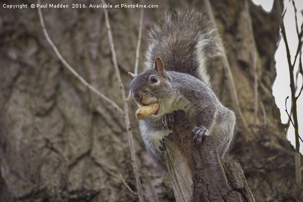 Snack for a squirrel Picture Board by Paul Madden