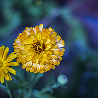 Buy canvas prints of A Marigold To Behold by Paul Madden