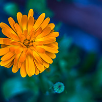 Buy canvas prints of Yellow Marigold by Paul Madden