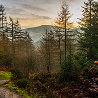 Buy canvas prints of Moel Famau Forest Path by Paul Madden